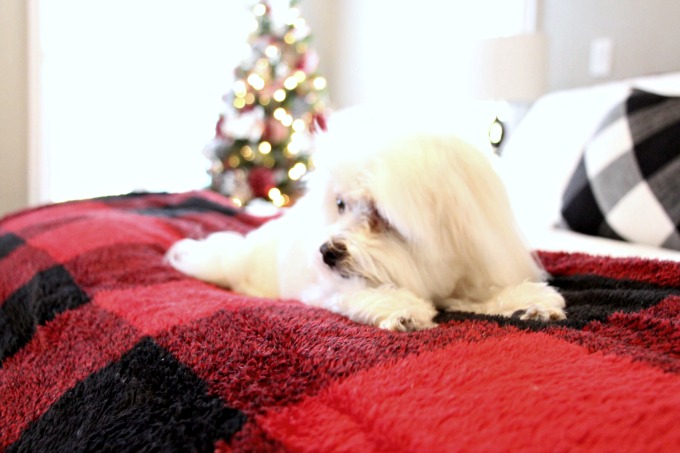 Gorgeous Christmas dog!